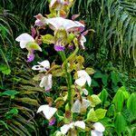 Image result for Eulophia horsfallii