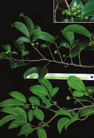 Image result for Margaritaria