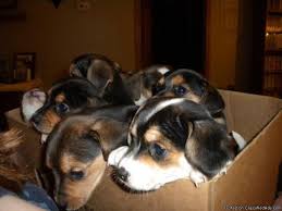 See ridgewood kennels beagle mixed puppies for sale below! Beagle Terrier Mix Puppy Off 76 Www Usushimd Com