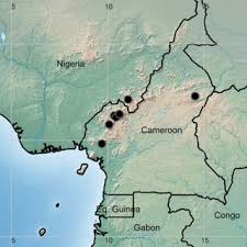 Image result for Deinbollia kilimandscharica