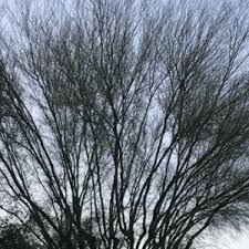 Maybe you would like to learn more about one of these? Quinlan Tree Service Since 1969 We Answer The Phone Free Quotes
