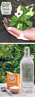Most r/food posts that make the front page are just a chunk of meat, or several smaller chunks of meat. All Natural Fertilizers Best Homemade Garden Solutions The Whoot