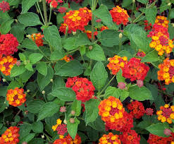 Pin On Gardening