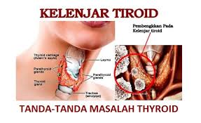 Kelenjar pituitari adalah organ sistem endokrin kecil yang mengontrol sejumlah fungsi penting dalam tubuh. Masalah Gangguan Thyroid Pemakanan Islam Itu Indah