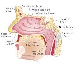 The nasal cavity extends from the external opening, the nostrils, to the pharynx (the upper section of the throat), where it joins the remainder of the respiratory. Turbinate Reduction Austin Tx Sinus Snoring Specialists Offers Turbinate Reduction Surgery Our Practice Serves Au Nasal Cavity Sinusitis Paranasal Sinuses