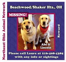The northern ohio labrador retriever club was founded in 1981, and hold monthly meetings, as well as annual events like awards banquets, picnics, eye clinics, specialty they hold monthly meetings, and sometimes put together specialty shows. Labrador Retriever Puppies Columbus Ohio Bmo Show