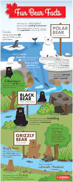 Canada Is Home To Three Species Of Bear Each With Their Own Unique Fun Facts About Canada Bear Species Fun Facts For Kids
