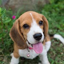 Beagle Pdsa