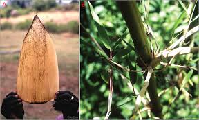 Image result for Oldeania alpina