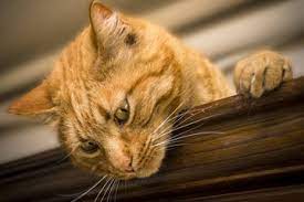 Https Xn Soando Xwa Com Que Significa Sonar Con Gato Amarillo