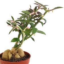 Image result for Monadenium pedunculatum