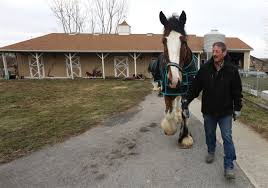 Usually, horses under this breed are about 16 to 18 hands tall and weigh about 1,800 to 2,000 pounds. Toledo Magazine Clydesdales Are The King Of Beasts At One Fremont Farm The Blade