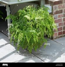 Image result for Adiantum capillus-veneris