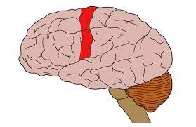 The precentral gyrus is a prominent gyrus on the surface of the posterior frontal lobe of the brain. Precentral Gyrus Definition Neuroscientifically Challenged