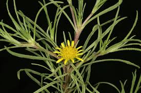 Image result for Geigeria burkei