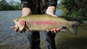 Trout And Salmon The Same Thing Insists China Fisheries Association Amid Consumer Uproar