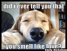 Today S 25 Random Funny Pictures Dog Words I Love Dogs Dog Love