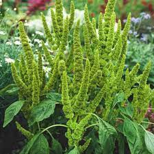 Amaranthus Seeds Amaranthus Hypochondriacus Green Thumb Flower Seed