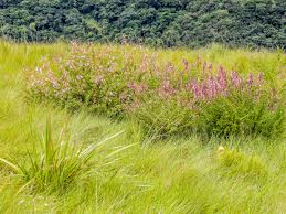 Image result for Antherotoma debilis