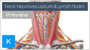 They function as filters, trapping viruses, bacteria and other causes of illnesses before they can infect other parts of your body. Neurovasculature And Lymph Nodes Of The Neck Preview Human Anatomy Kenhub Youtube