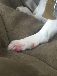 Maybe you would like to learn more about one of these? My Dog S Paw Is Red And Swollen And She Won T Stop Licking It Growls When I Touch It Is This Worth Getting Checked Out Thanks Veterinarian