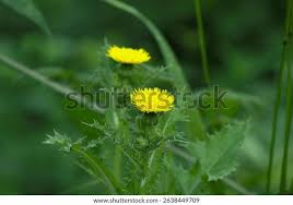 Image result for Sonchus friesii