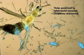 Image result for Triainolepis