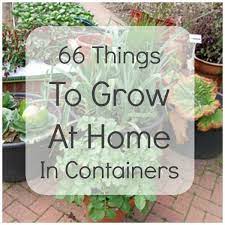 Container Gardening Container Gardening Vegetables Container Vegetables Plants