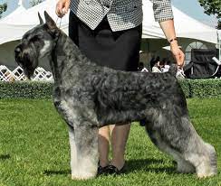 Skansen Kennels Pepper Salt Giant Schnauzer Schnauzer Puppy Giant Schnauzer Schnauzer Breed