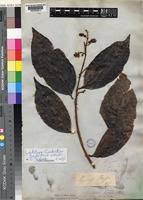Image result for Combretum coriifolium
