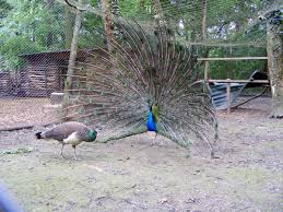 Programul de activitate în perioada de vară este de la ora 8.00 și până la 20.00. Paun Zoo Timisoara Pressalert Ro