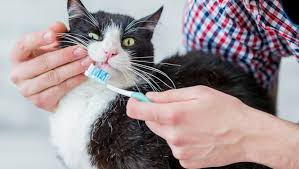 This actually helps keep their teeth clean. How To Look After Your Cat S Teeth Purina