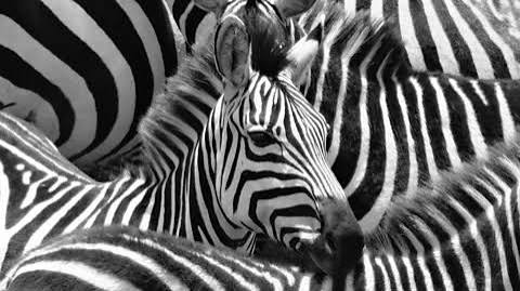 The truth behind why zebras have stripes