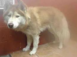 Downey Ca Siberian Husky Meet Aries A Dog For Adoption Siberianhusky Siberian Husky Dog Siberian Husky Dog Adoption