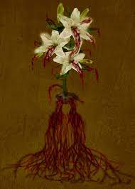 Graphics inspired by a romantic ballad entitled “The Lilies” written by Adam  Mickiewicz. – Gabi Bania