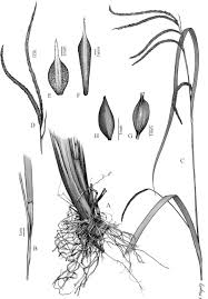 Image result for Carex bequaertii