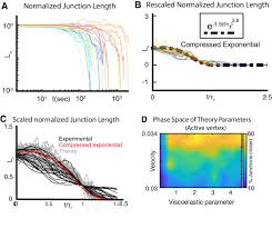 We did not find results for: Mechanical Heterogeneity Along Single Cell Cell Junctions Is Driven By Lateral Clustering Of Cadherins During Vertebrate Axis Elongation Elife
