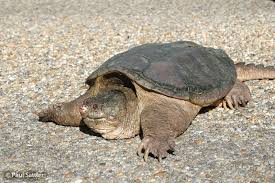 Snapping Turtle