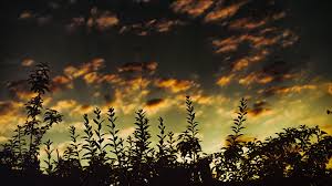 Grass Sunset Clouds Dark 4k Sunset Grass Clouds Sunset Nature Wallpaper Clouds