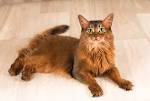 Somali Cat Breed Profile | Petfinder