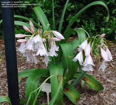 Image result for Crinum macowanii