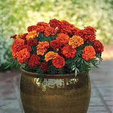 To cover your last minute orders we provide same day flower delivery in phoenix & to the. Fireball Marigold Seeds Marigold Flower Planting Flowers Plants
