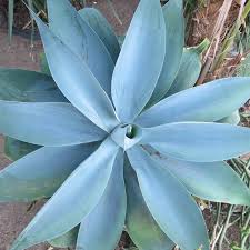 Image result for Buchnera attenuata