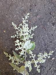 Image result for Buddleja dysophylla