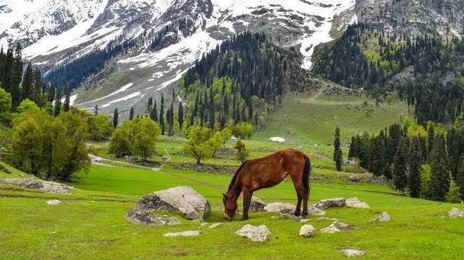 6N 7D Kashmir Tour