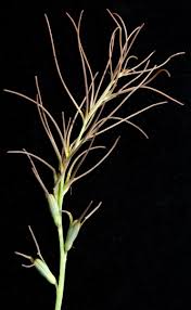 Image result for Dipcadi vaginatum