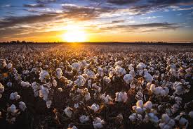 Cotton Field Sunrise by Hillis Creative