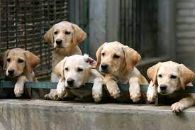 How To Avoid Bad Dog Breeders And Backyard Breeders