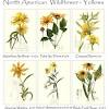 California native shrub yellow flowers. 3