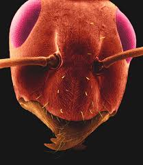 Under the microscope ants appear to have three main body parts. Carpenter Ant Photograph By Dennis Kunkel Microscopy Science Photo Library